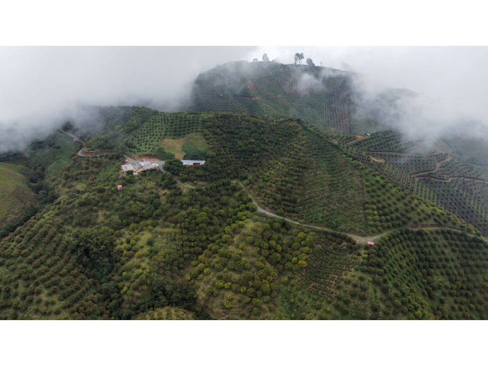 FINCA EN VENTA EN AGUADAS, CALDAS - 5
