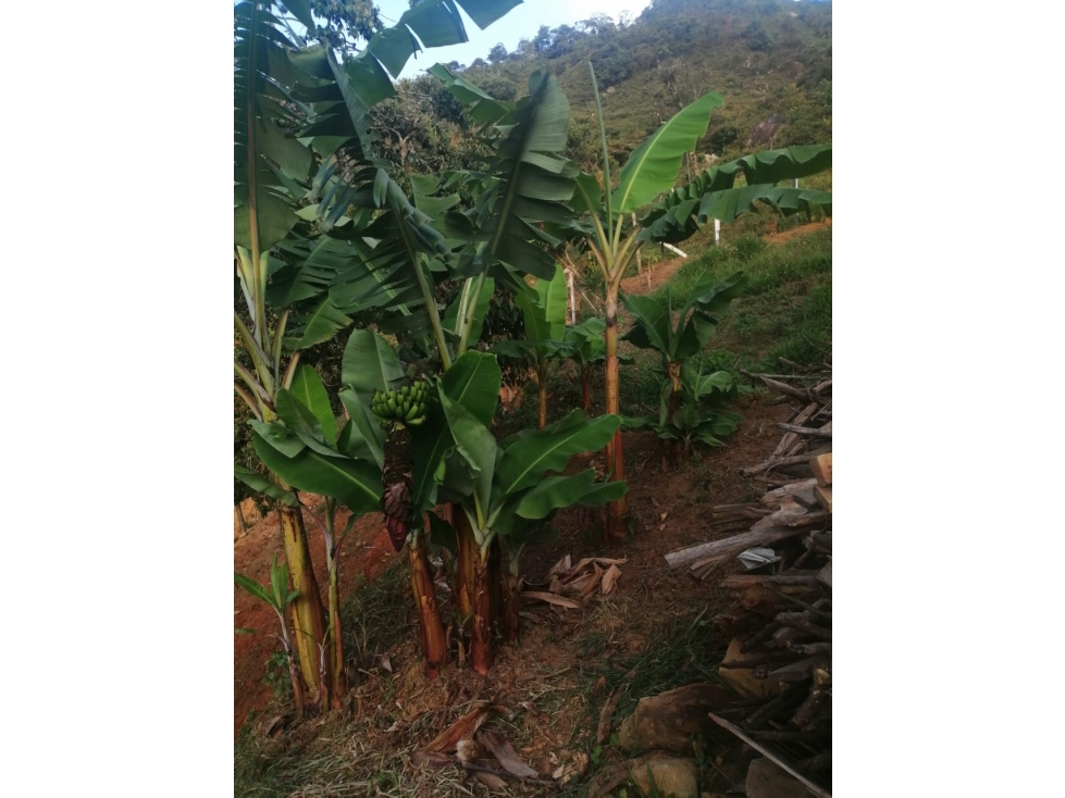 FINCA EN VENTA EN GIRARDOTA ANTIOQUIA — foto 6