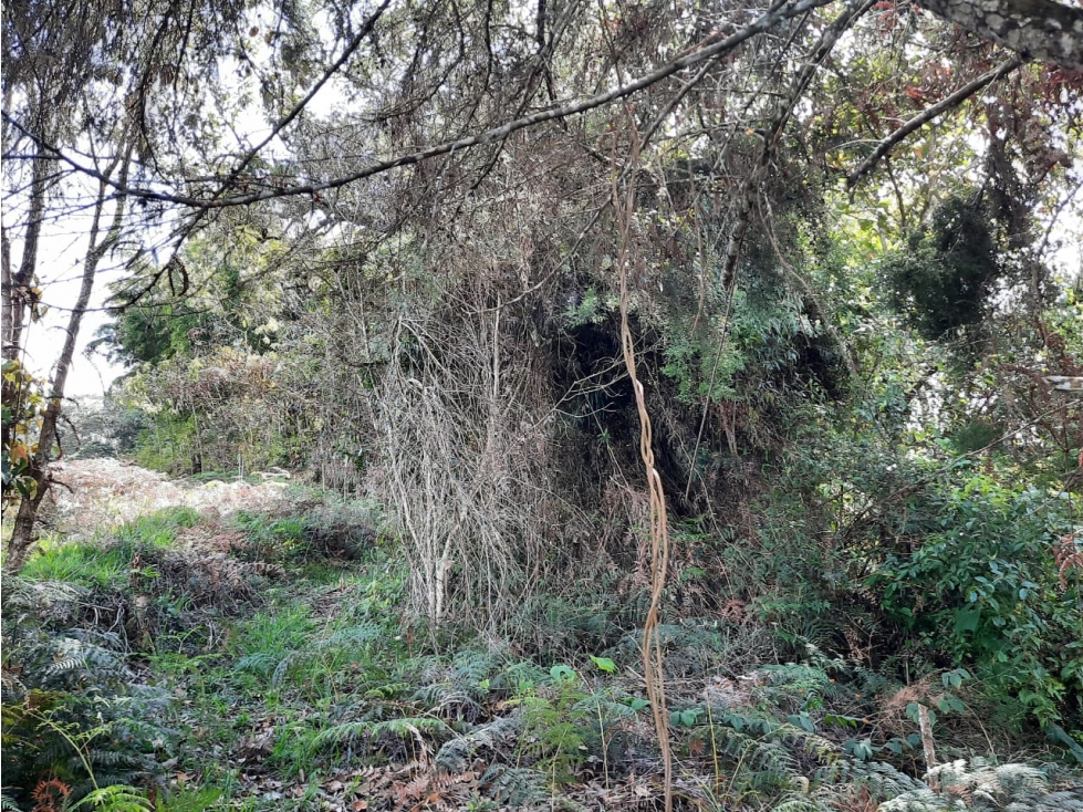 LOTES EN VENTA EN JERICO, ANTIOQUIA - 4