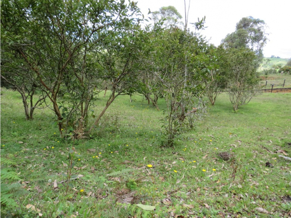 Lote en venta vereda El rosario, Marinilla - 1
