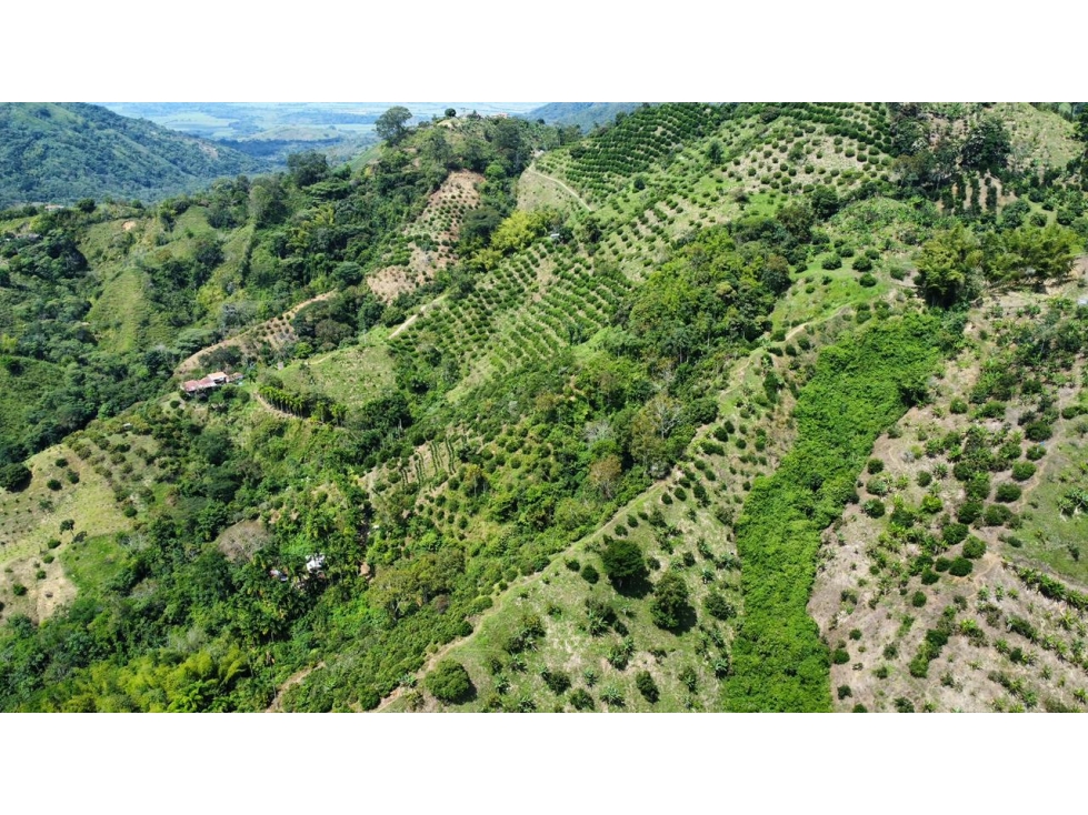 Finca en venta en La Virginia, Risaralda 15 hectáreas productivas - 4