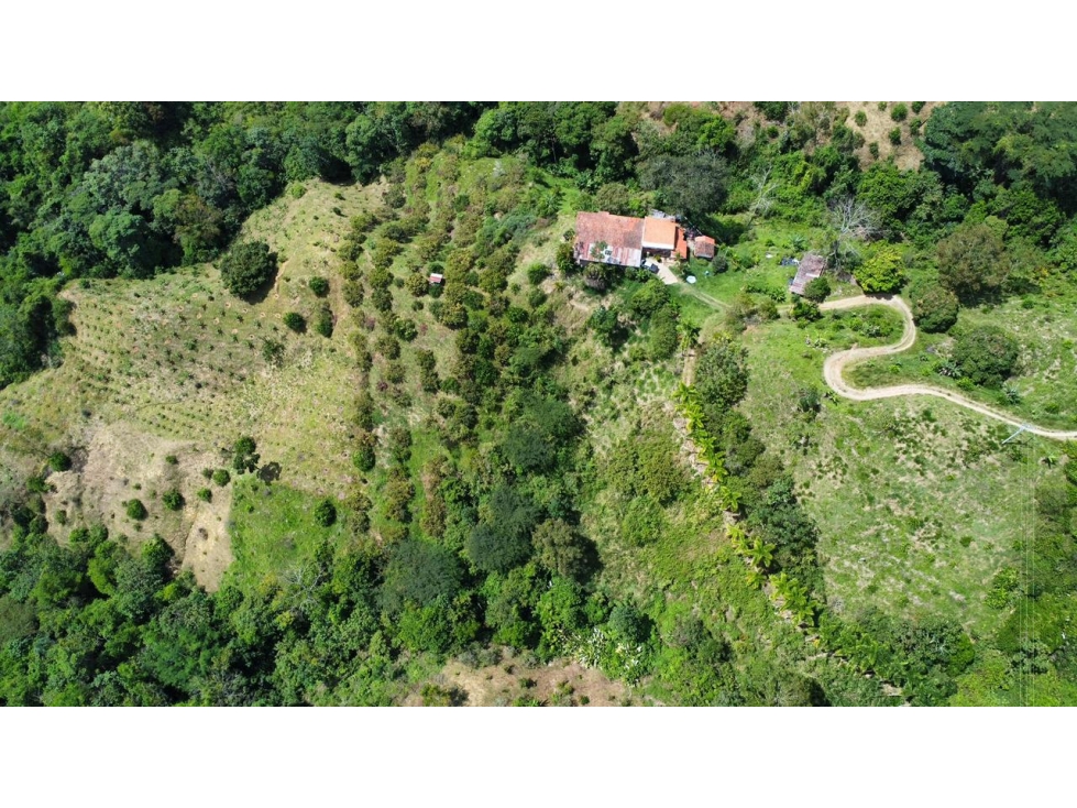 Finca en venta en La Virginia, Risaralda 15 hectáreas productivas - 1