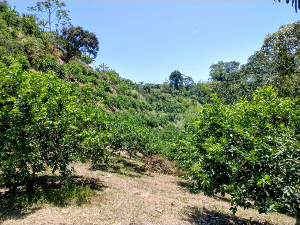 Venta de Finca a 30 Minutos de Pereira, Vía Crucero de Combia — foto 3