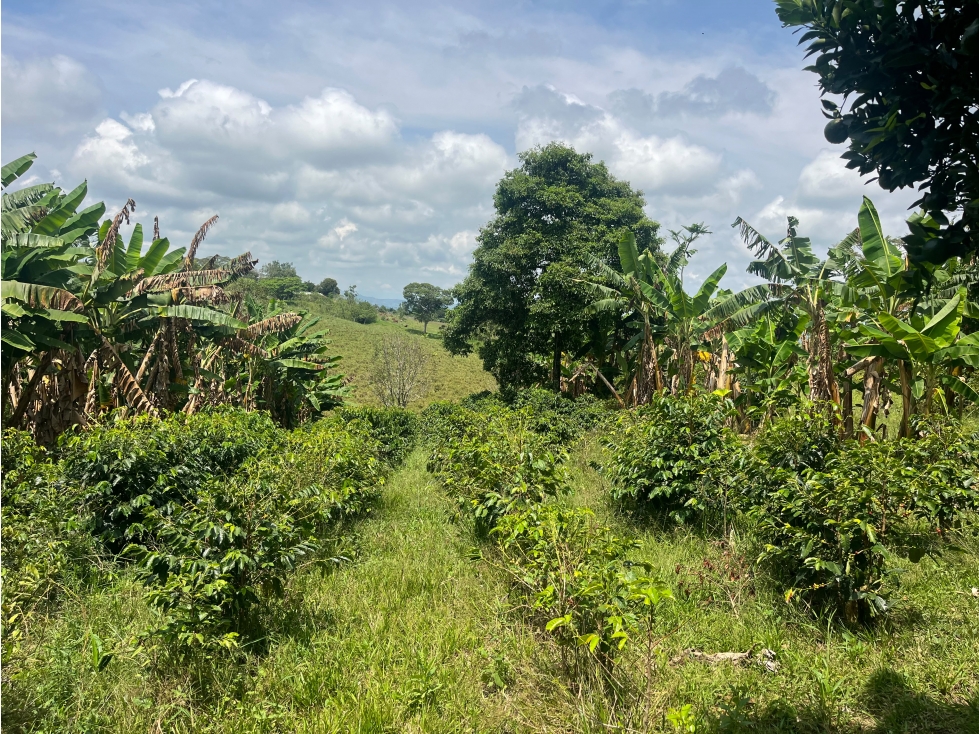 LOTE EN VENTA EN ALTAGRACIA PEREIRA — foto 2