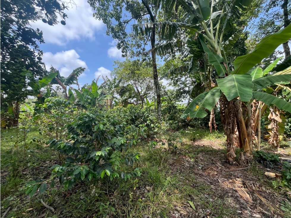 LOTE EN VENTA EN ALTAGRACIA PEREIRA — foto 3