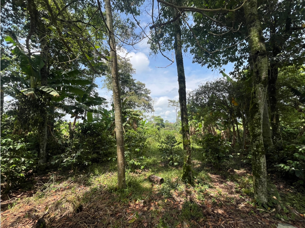 LOTE EN VENTA EN ALTAGRACIA PEREIRA — foto 4