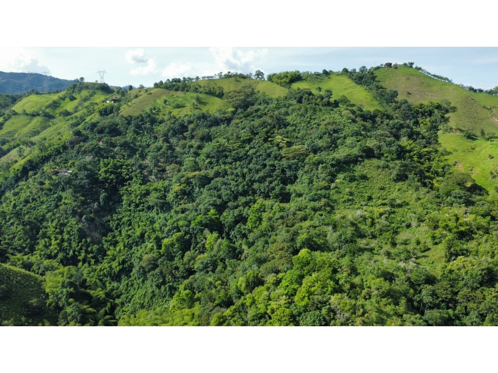 Finca en Venta en Belalcázar, Caldas - Gran Oportunidad de Inversión - 5