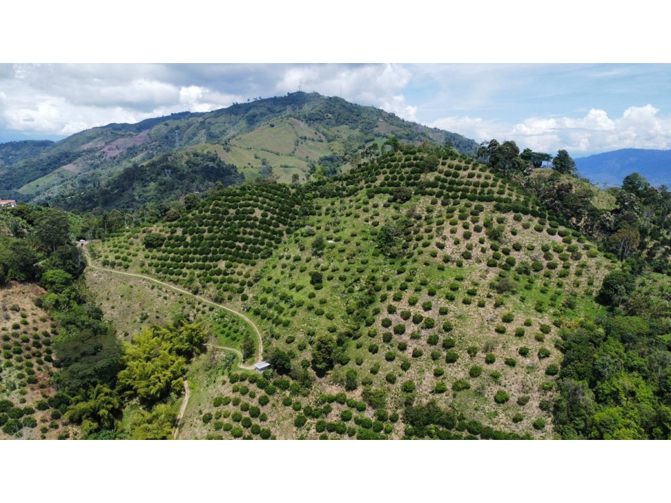 Finca en venta en La Virginia, Risaralda 15 hectáreas productivas - 2
