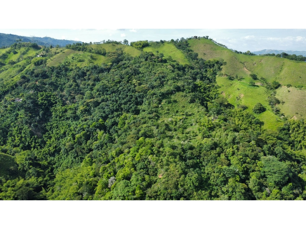 Finca en Venta en Belalcázar, Caldas - Gran Oportunidad de Inversión - 6