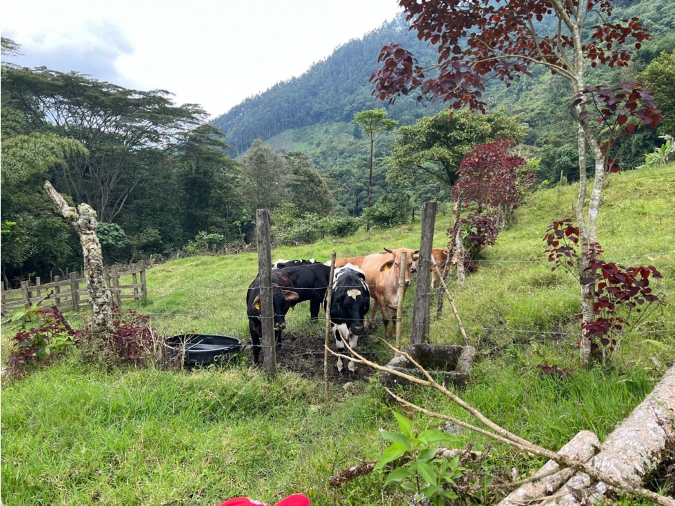 Finca en Venta Génova, Quindío - 6
