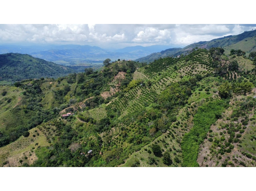 Finca en venta en La Virginia, Risaralda 15 hectáreas productivas - 3