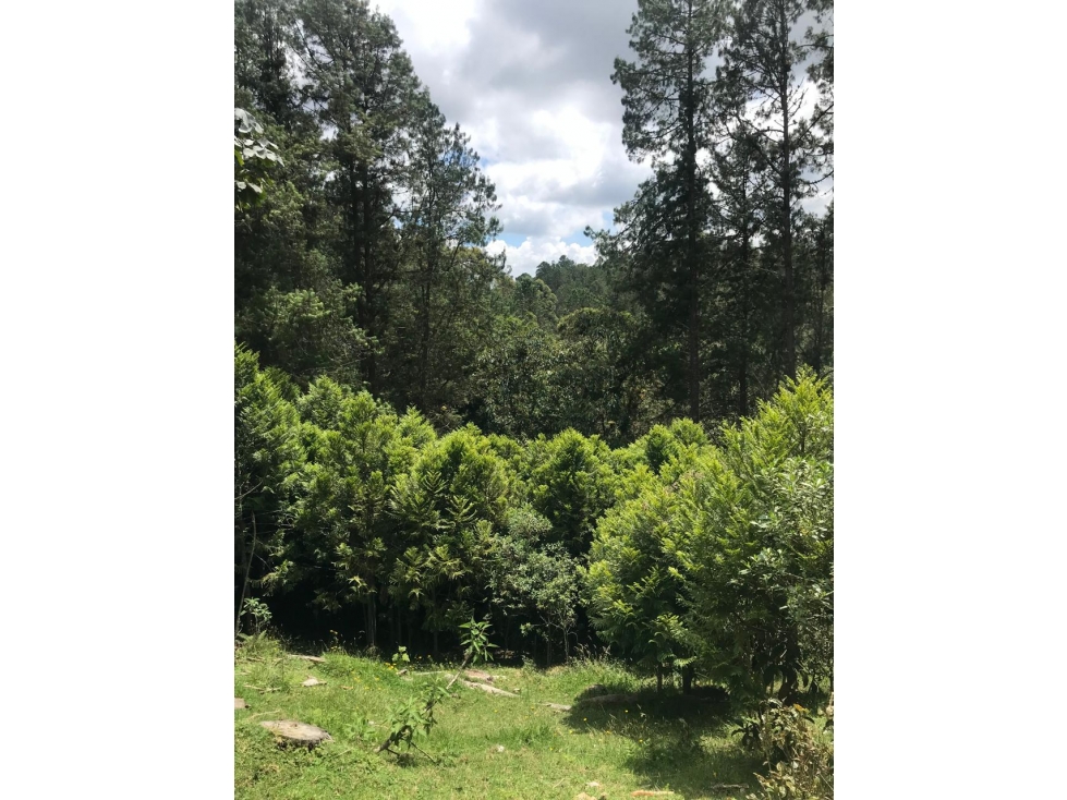 LOTE INDEPENDIENTE EN ALTO DE LAS PALMAS | LA ESPERANZA — foto 5