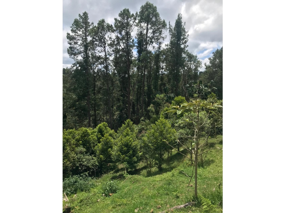 LOTE INDEPENDIENTE EN ALTO DE LAS PALMAS | LA ESPERANZA — foto 6