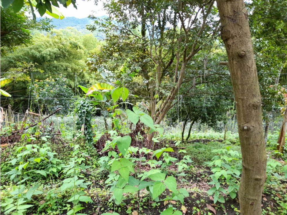 VENDO CASA LOTE PARA CONSTRUIR CASAS O SEMBRAR, CALARCÁ QUINDÍO — foto 6