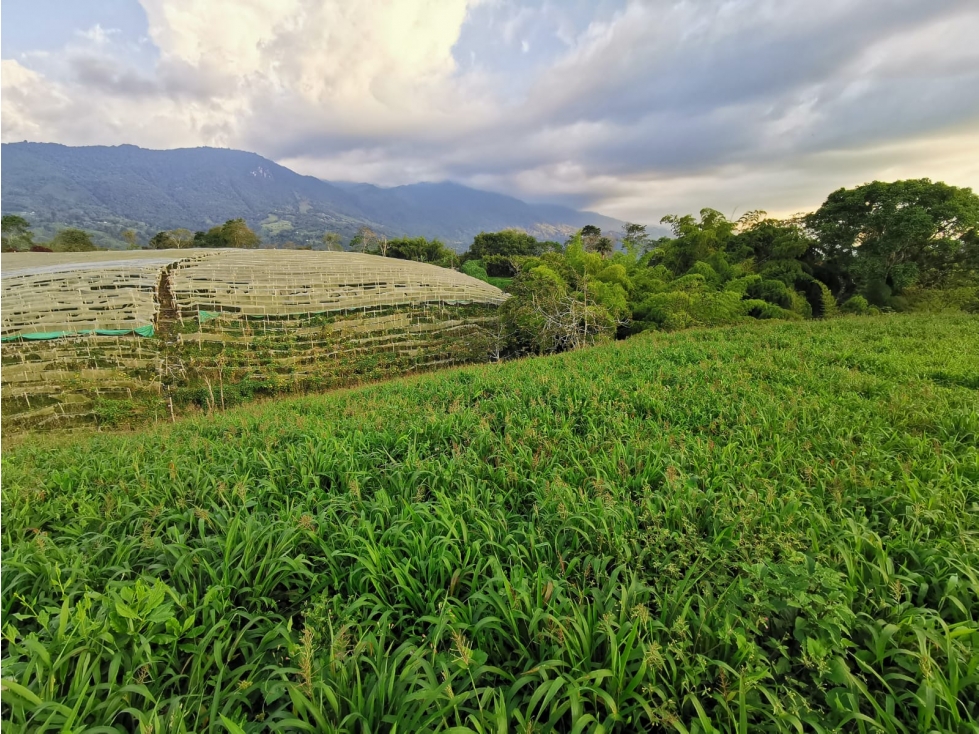 VENDO LOTE EN EL CONDOMINIO CAMPESTRE EN CALARCA QUINDIO - 4