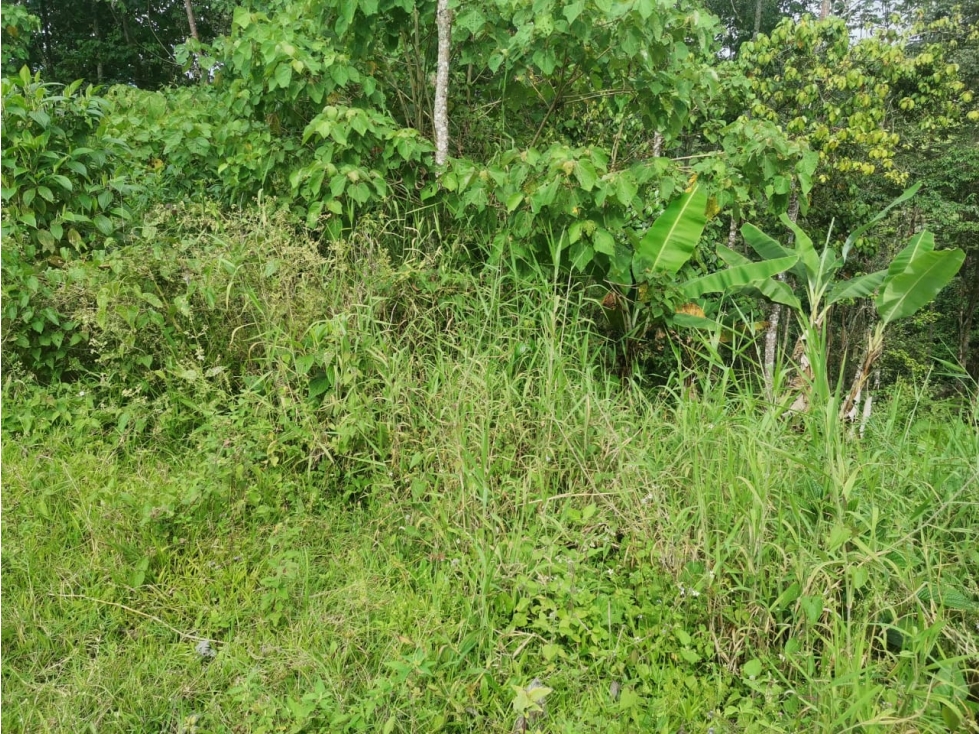 VENTA DE LOTE EN PRADILLA VEREDA ANTIOQUIA - 6