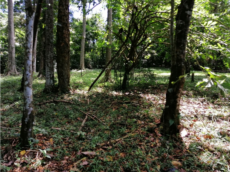 FINCA BOCAS DEL TORO CON PLAYA - 5