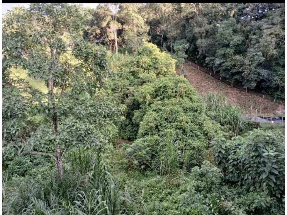 VENDO FINCA CACHIPAY CUNDINAMARCA - 3