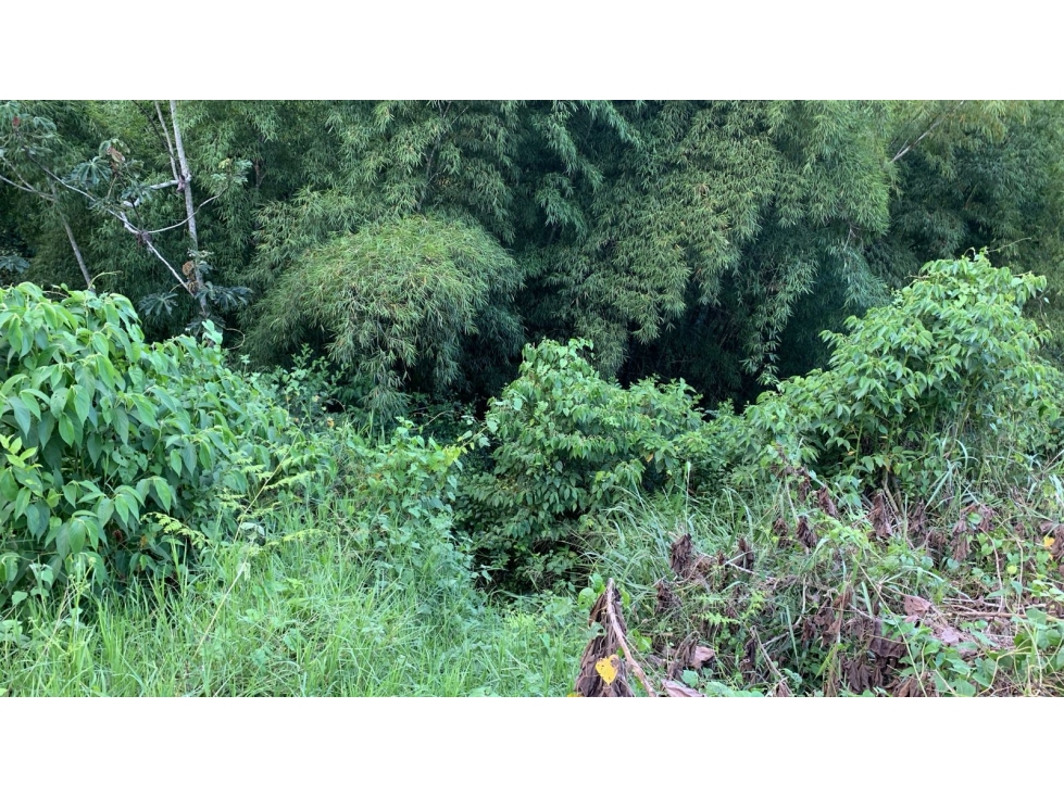 VENTA DE LOTE VÍA AUTOPISTA DEL CAFÉ, MANIZALES CALDAS — foto 5