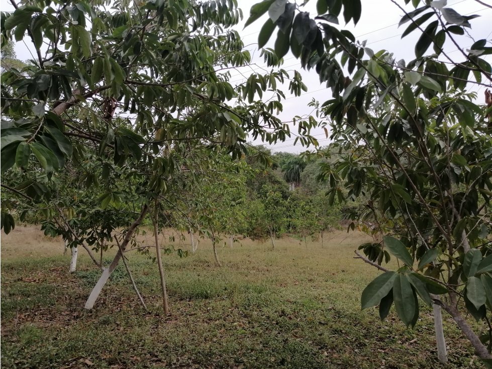VENDO LOTE CAMPESTRE EN TURBACO BOLIVAR - 5