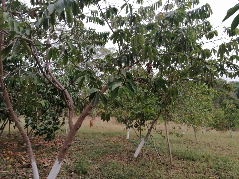 VENDO LOTE CAMPESTRE EN TURBACO BOLIVAR - 2