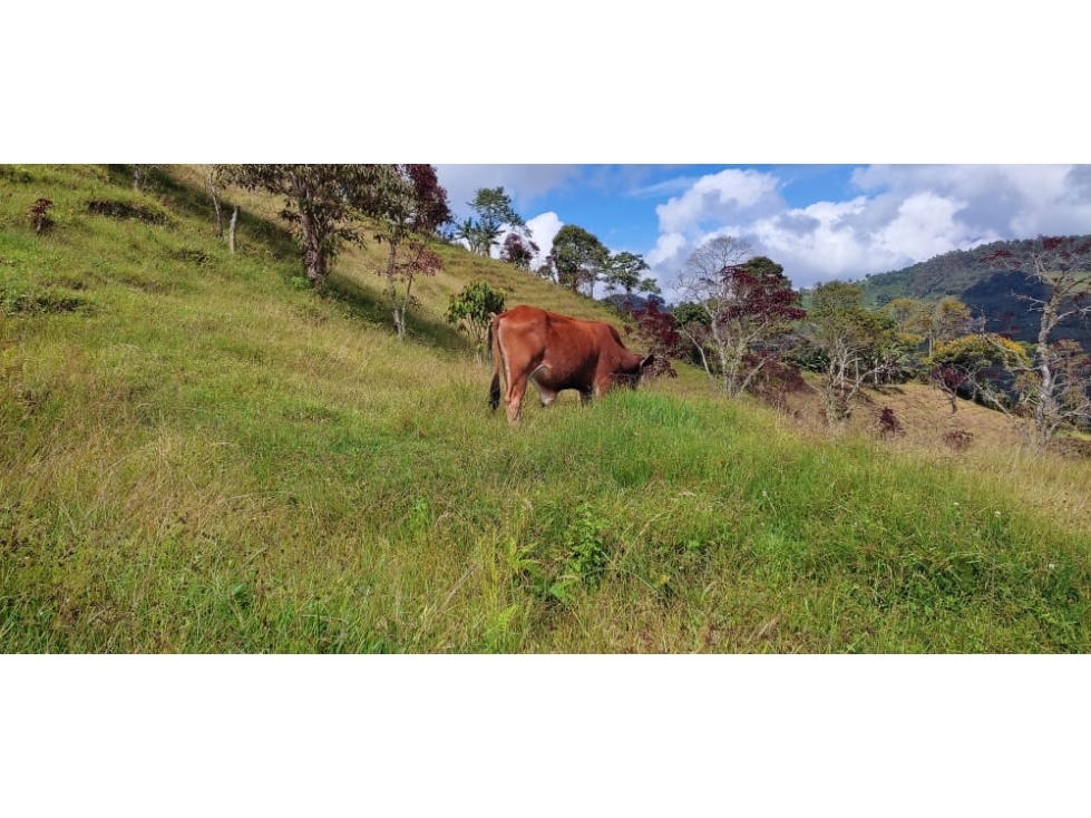 Se vende finca productora en Jardín Antioquia - 2