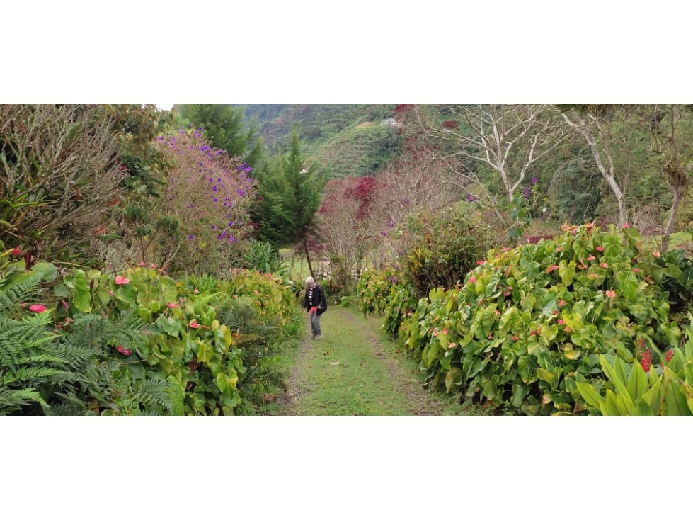 Se vende finca productora en Jardín Antioquia - 3