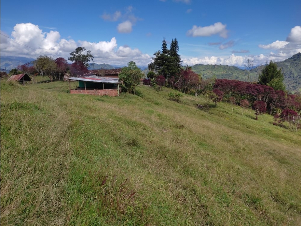 Se vende finca productora en Jardín Antioquia - 4