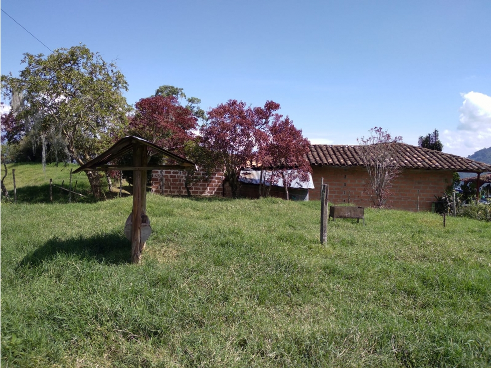 Se vende finca productora en Jardín Antioquia - 5