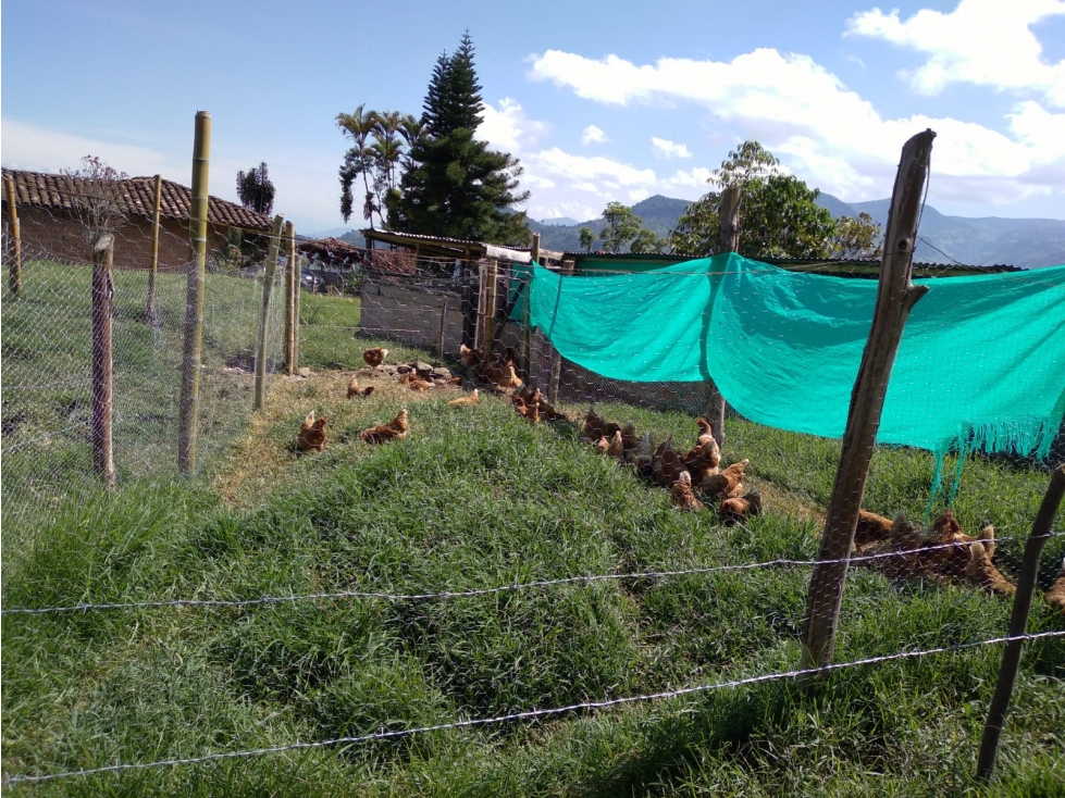 Se vende finca productora en Jardín Antioquia - 6