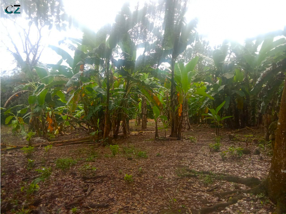 Venta de finca en Dolega Chiriqui - 6