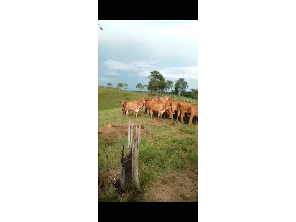 Venta Finca Cimitarra Santander - 6
