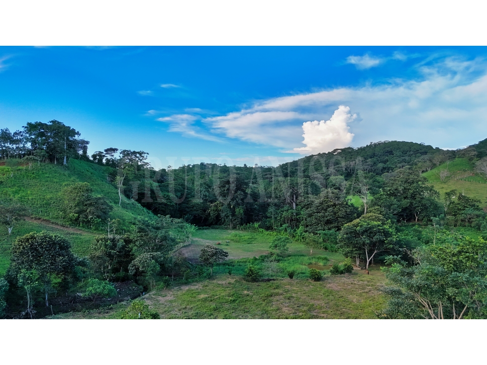 GANGA! Se Vende Amplia Finca en Capira - 13.3 Hectareas - 4
