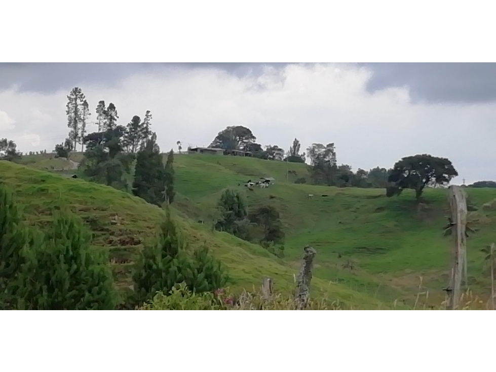 Gran Finca Lechera al Borde de Vía Pavimentada, Norte Antioquia - 5