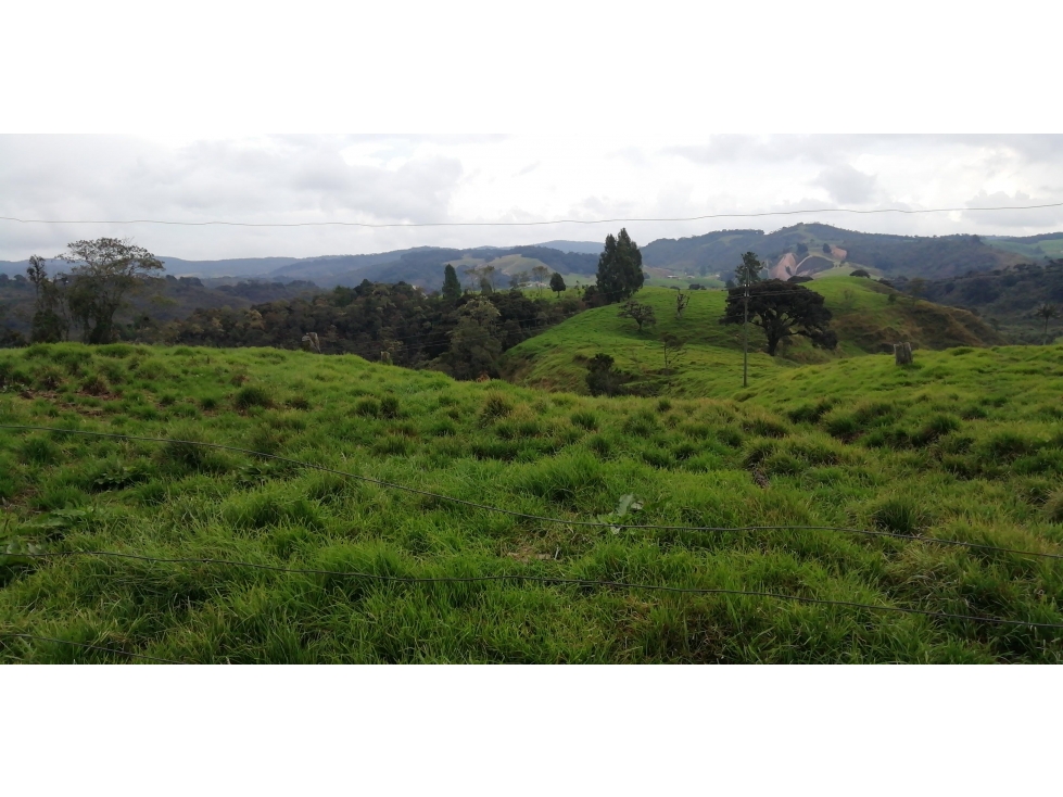 Gran Finca Lechera al Borde de Vía Pavimentada, Norte Antioquia - 6