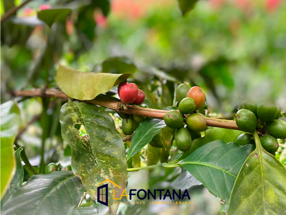 Venta de finca en Rio Claro — foto 4