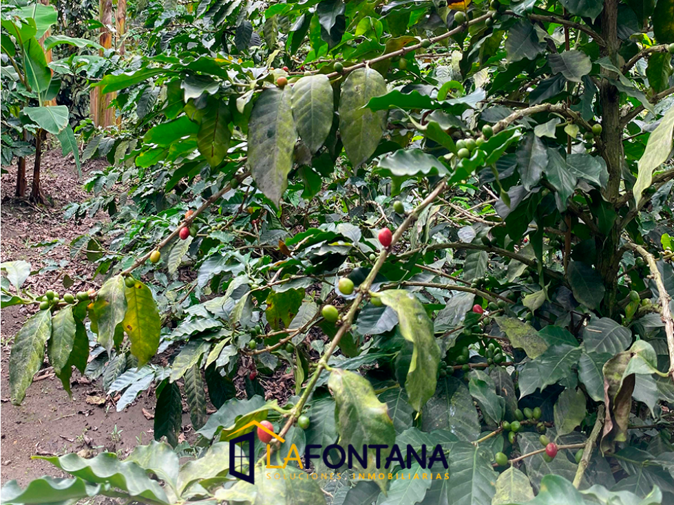 Venta de finca en Rio Claro — foto 5