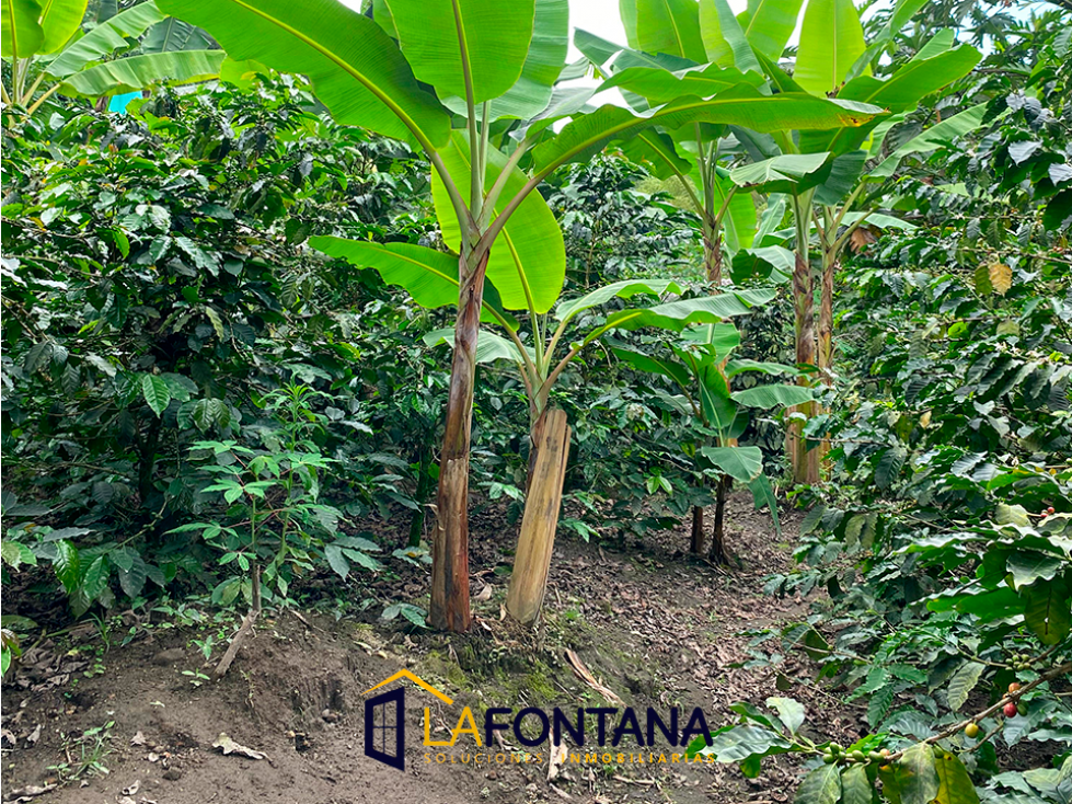 Venta de finca en Rio Claro — foto 3