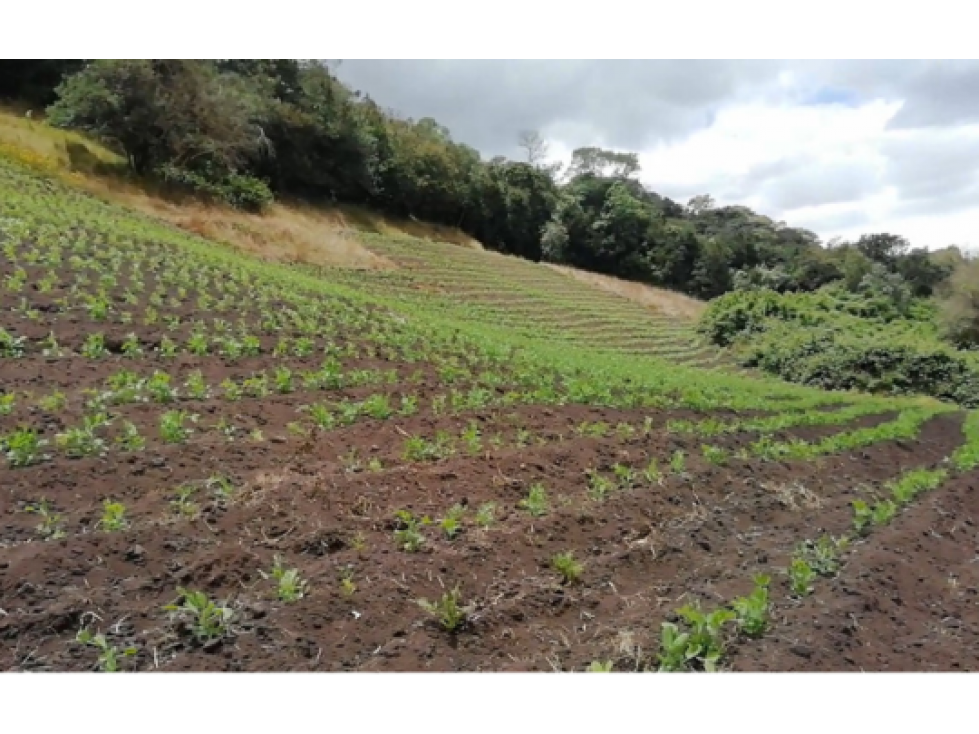 Finca en venta Vereda Prado Alto-Facatativá - Cundinamarca - 1