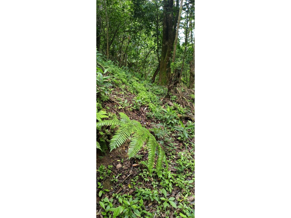 TERRENO EL VALLE DE ANTON - 5