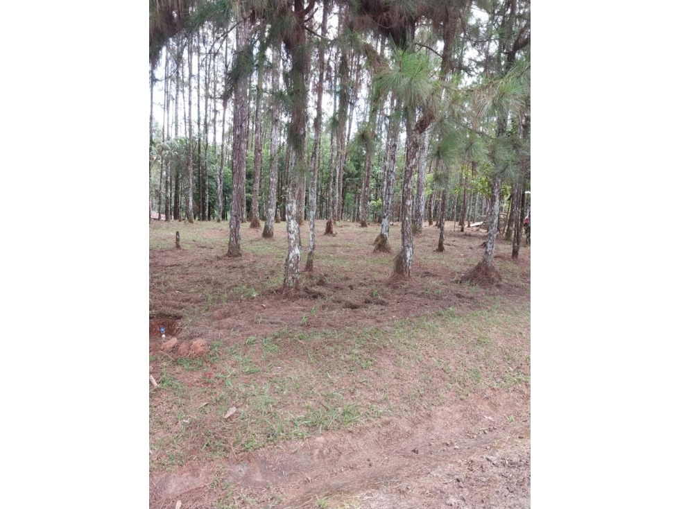 Venta de terreno plano en Cerro Azul