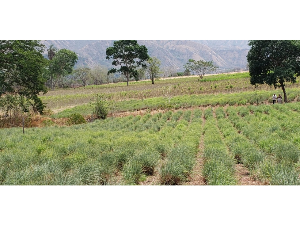 VENTA FINCA EN SANTA FE DE ANT. VEREDA EL TUNAL - 3