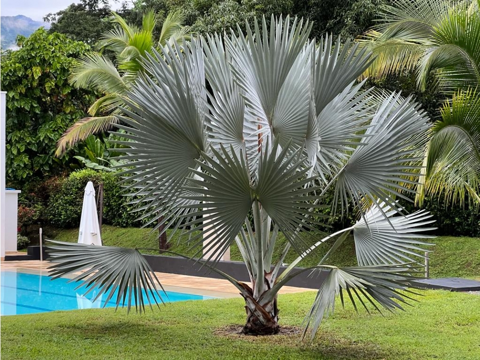 VENTA FINCA EN SANTA FE DE ANTIOQUIA, VEREDA EL ESPINAL. — foto 5