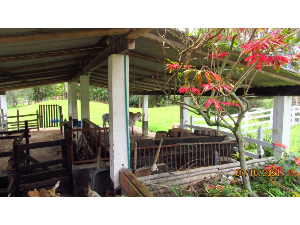 Se Vende Finca en Marinilla, Vereda El Rosario, Vía El Peñol — foto 5