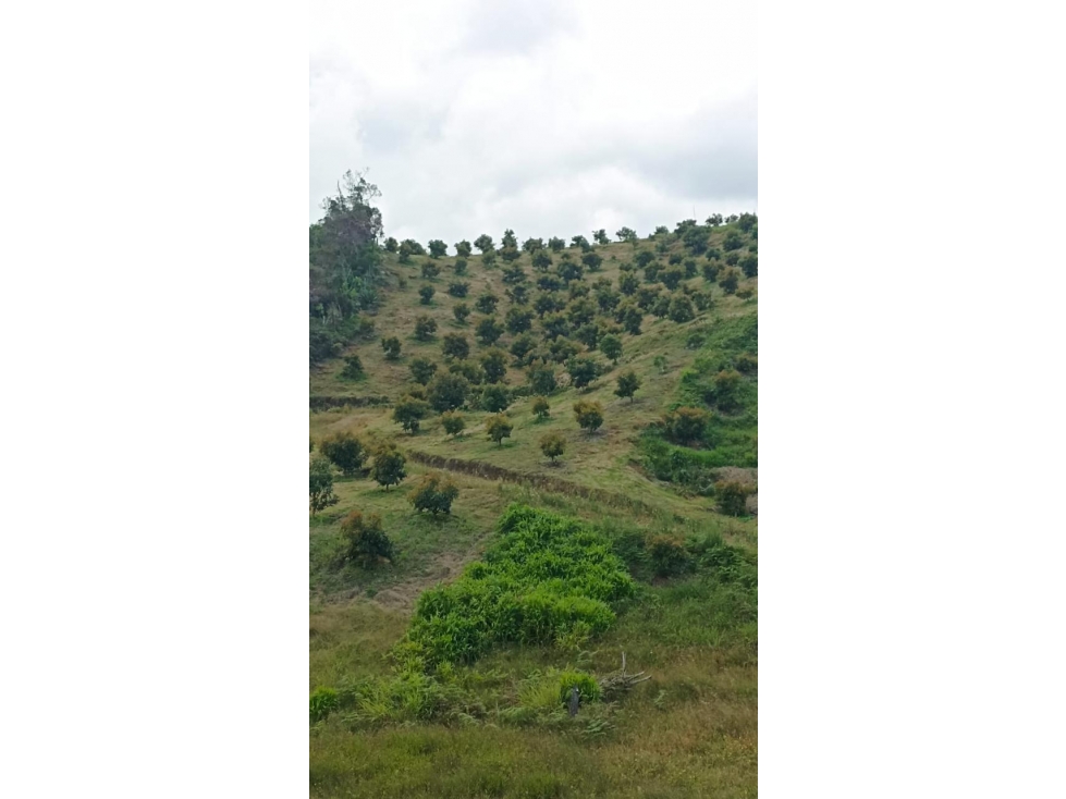 Se Vende Finca Productora de Aguacate Hass San Vicente Ferrer