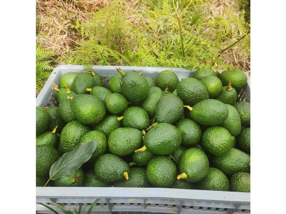 Se Vende Finca Productora de Aguacate Hass San Vicente Ferrer — foto 2