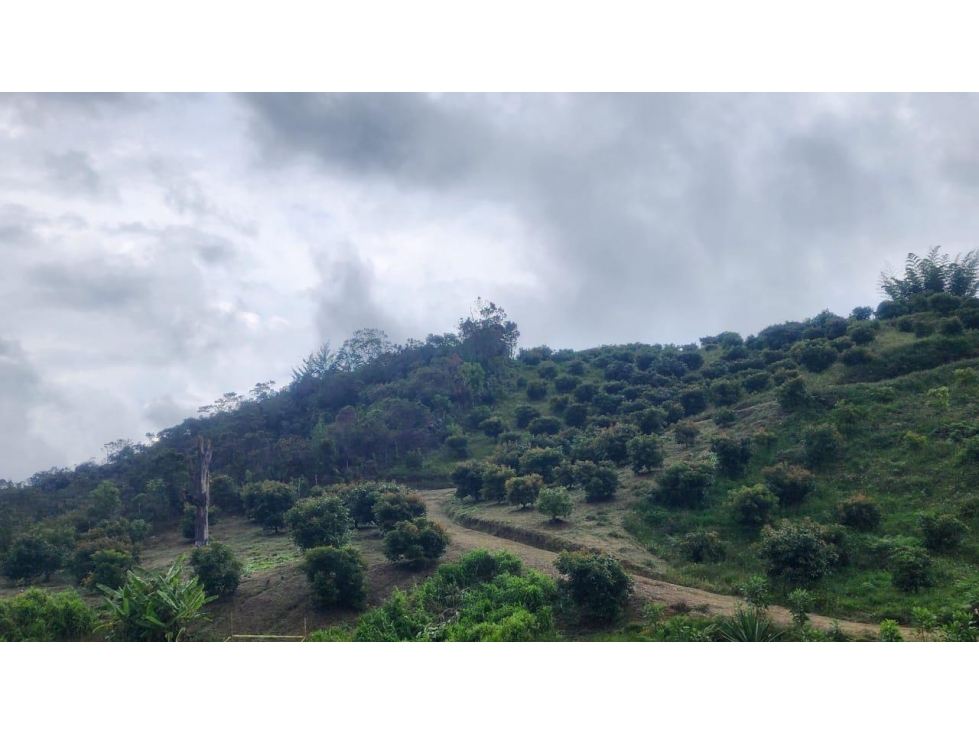 Se Vende Finca Productora de Aguacate Hass San Vicente Ferrer — foto 6