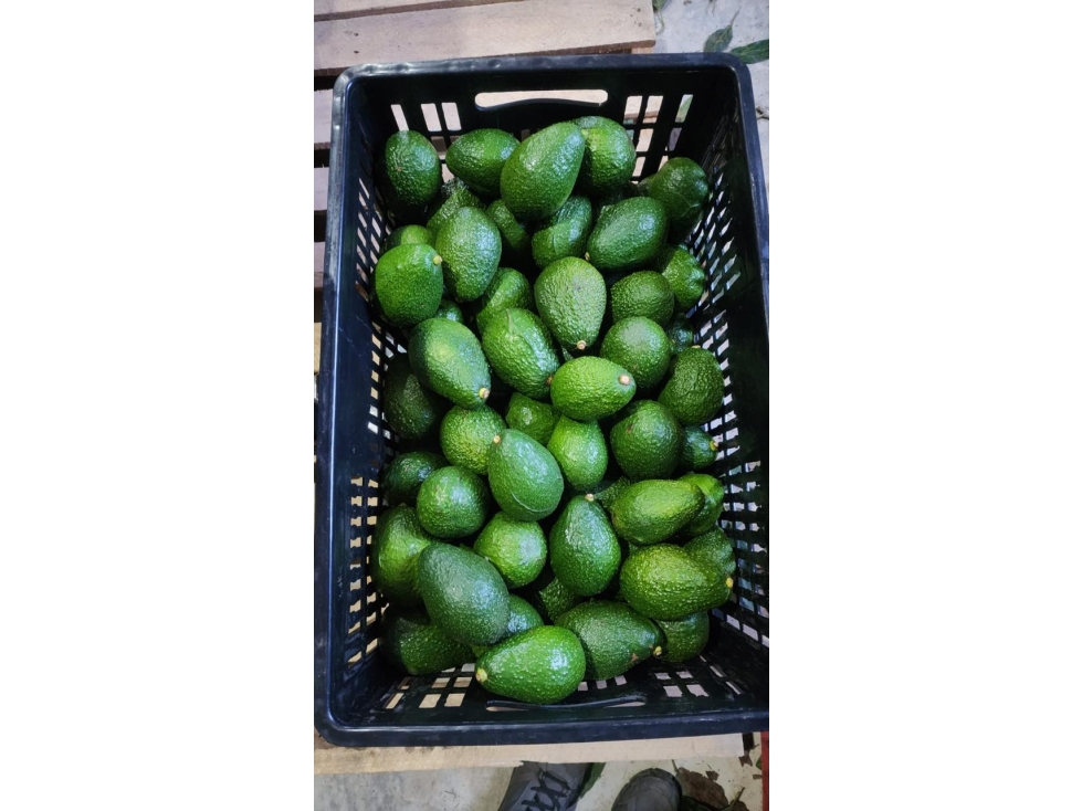 Se Vende Finca Productora de Aguacate Hass San Vicente Ferrer — foto 4