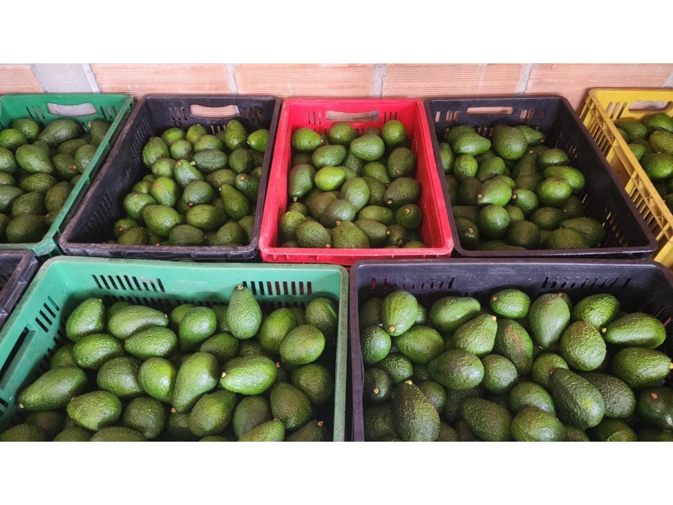 Se Vende Finca Productora de Aguacate Hass San Vicente Ferrer — foto 5