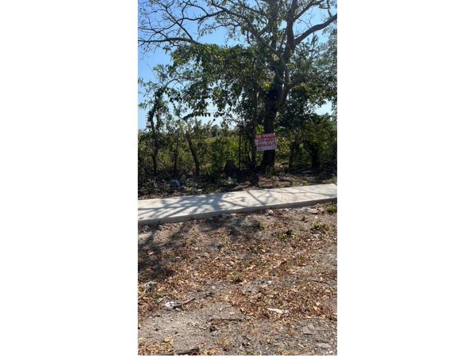 VENDO TERRENO RIO HATO SUR CARRETERA HACIA BUENAVENTURA - 3
